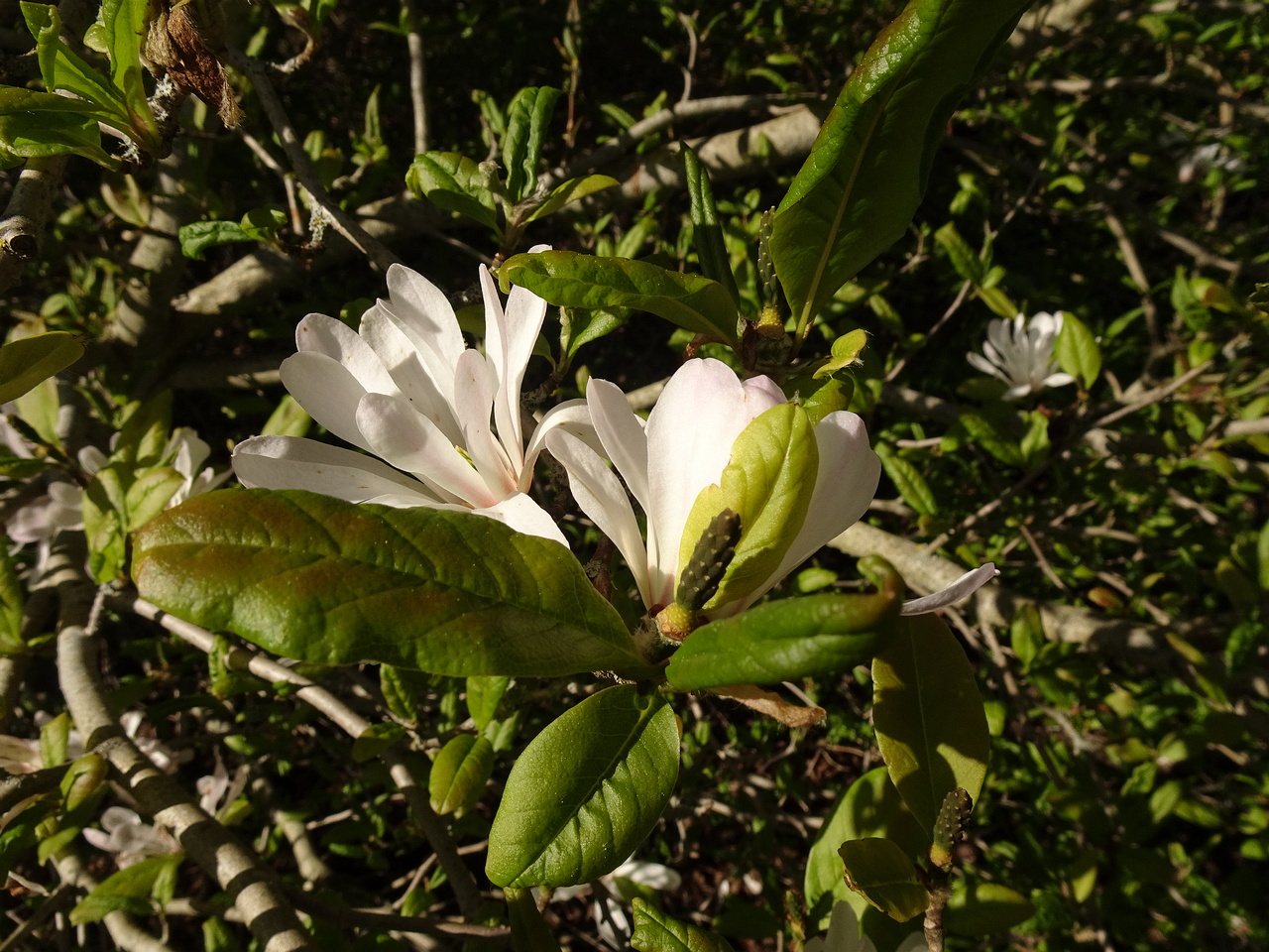 DSC02479