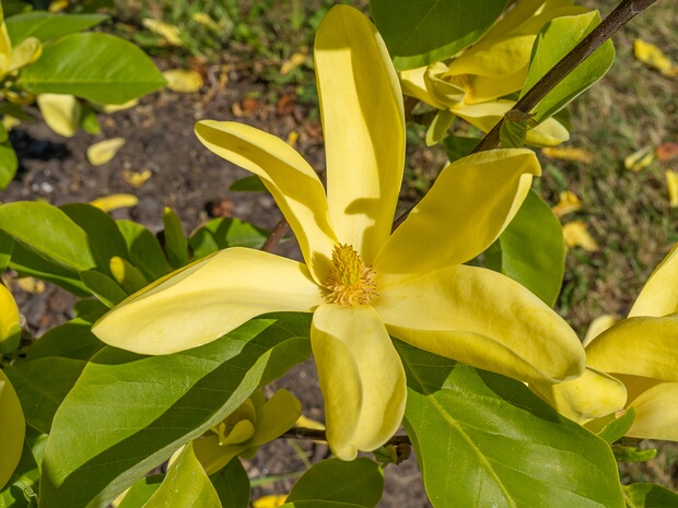 Магнолия x 'Дафне' - Magnolia x 'Daphne'