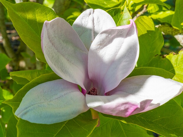 Магнолия x 'Розаанна' - Magnolia x 'Roseanne'