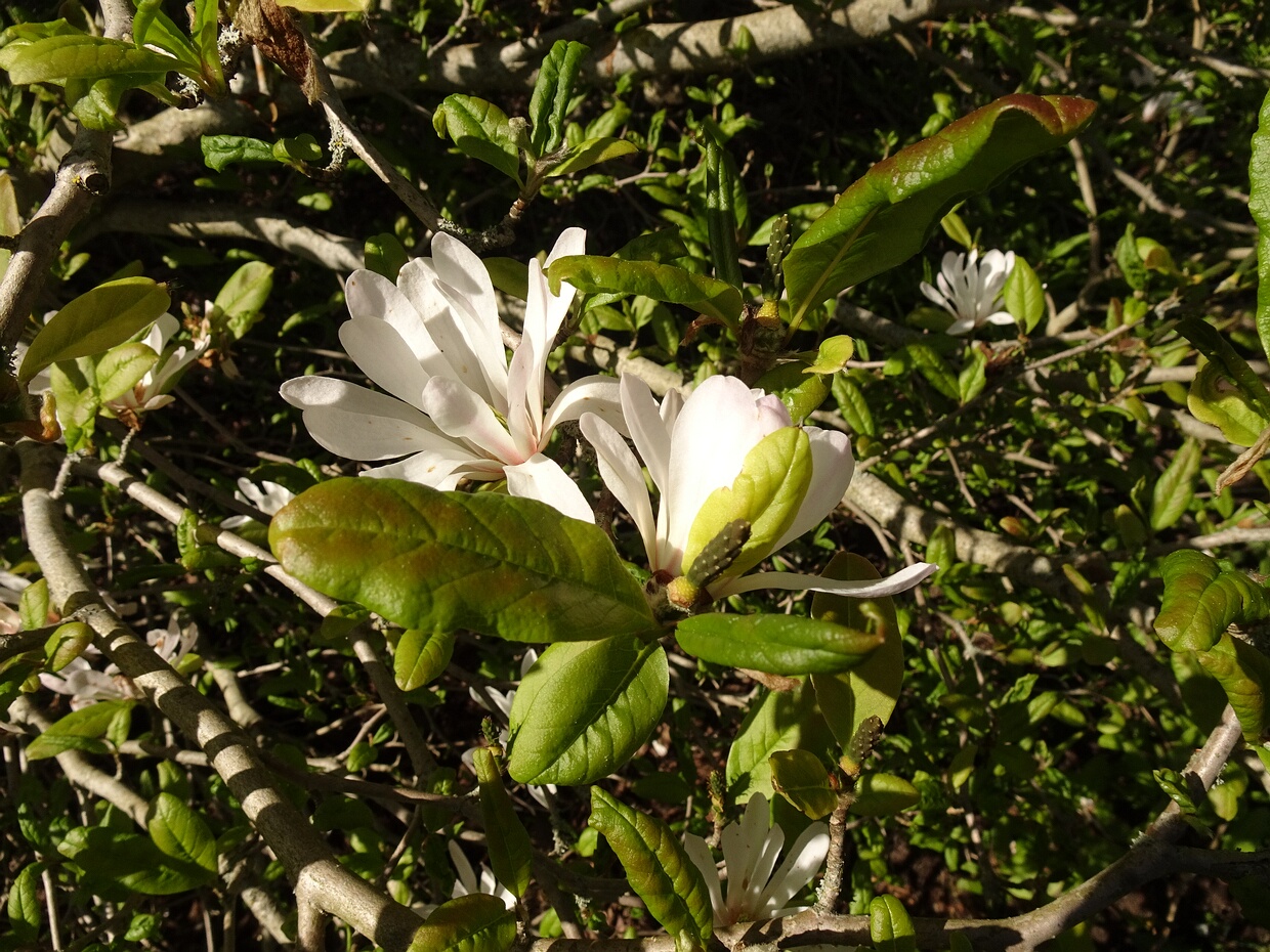 Магнолия x Лебнера белая форма - Magnolia x loebneri f. alba