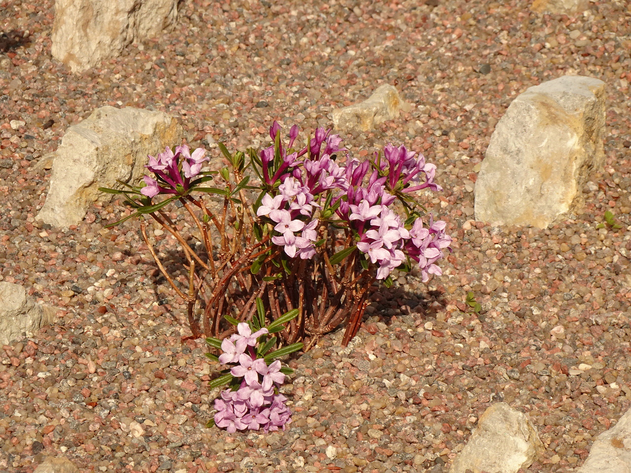 DSC03306