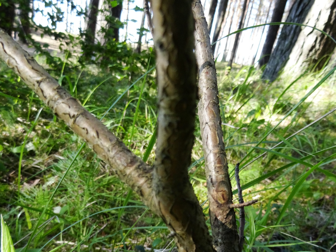 DSC00515