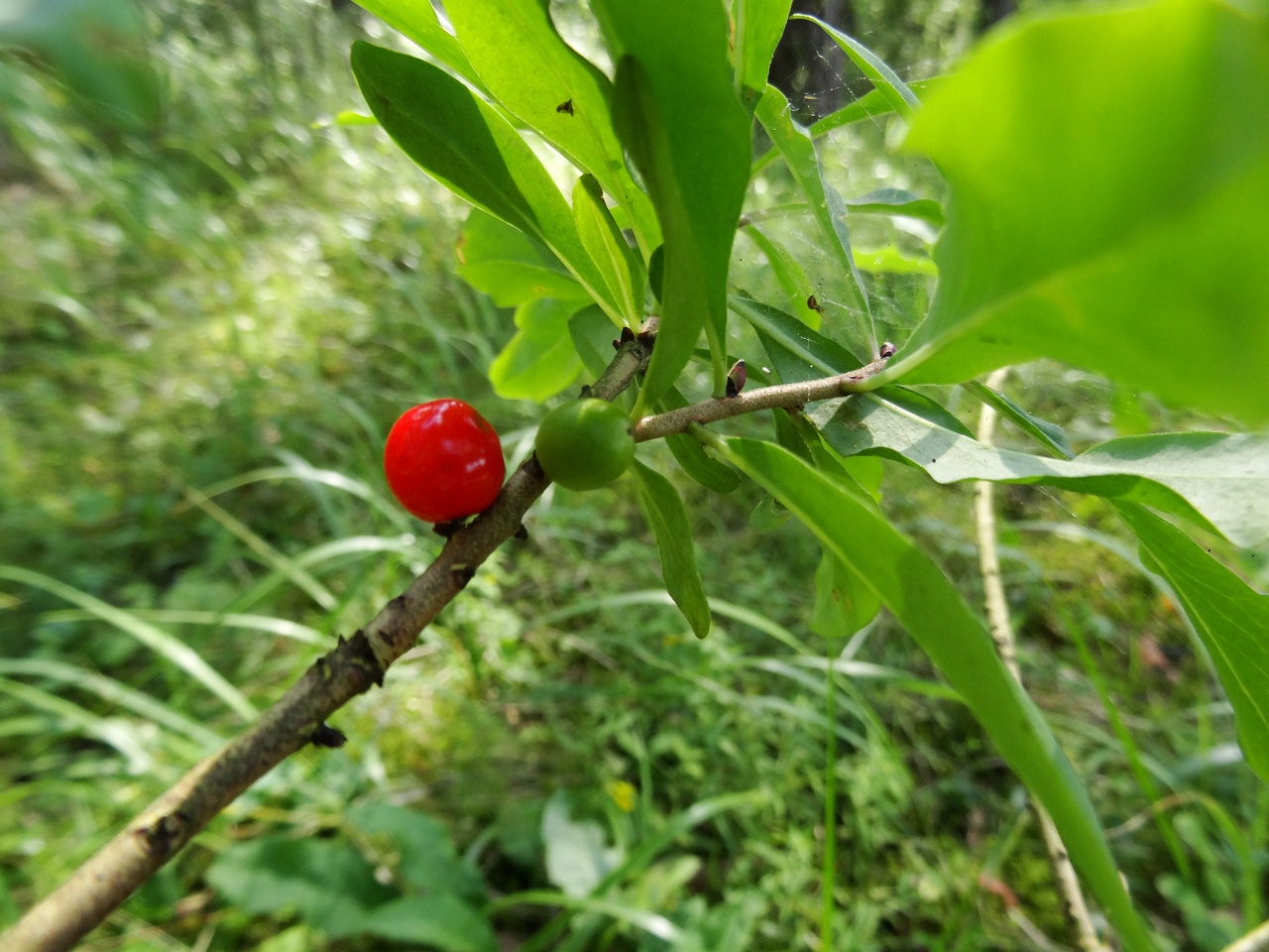 DSC00894