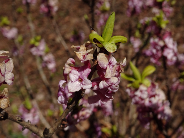 Волчеягодниковые - Thymelaeaceae