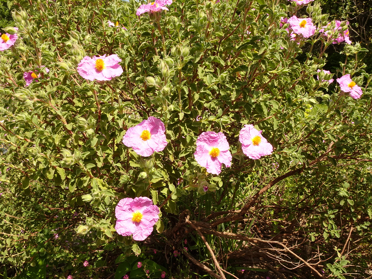 DSC02199