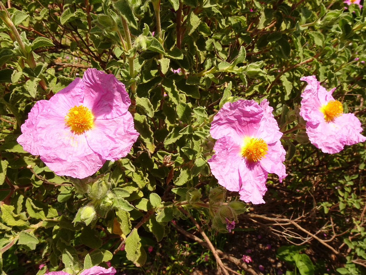 DSC02200