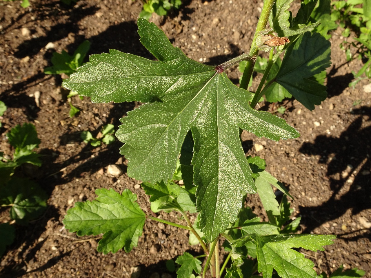 DSC09704