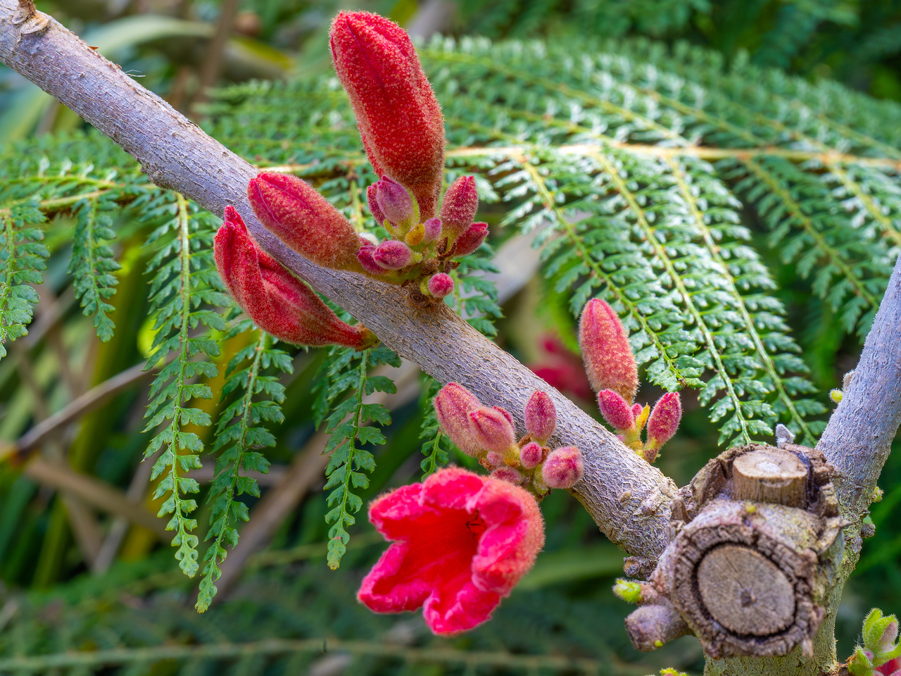 !tallinn_botanical_garden_palm_house_subtropics-1