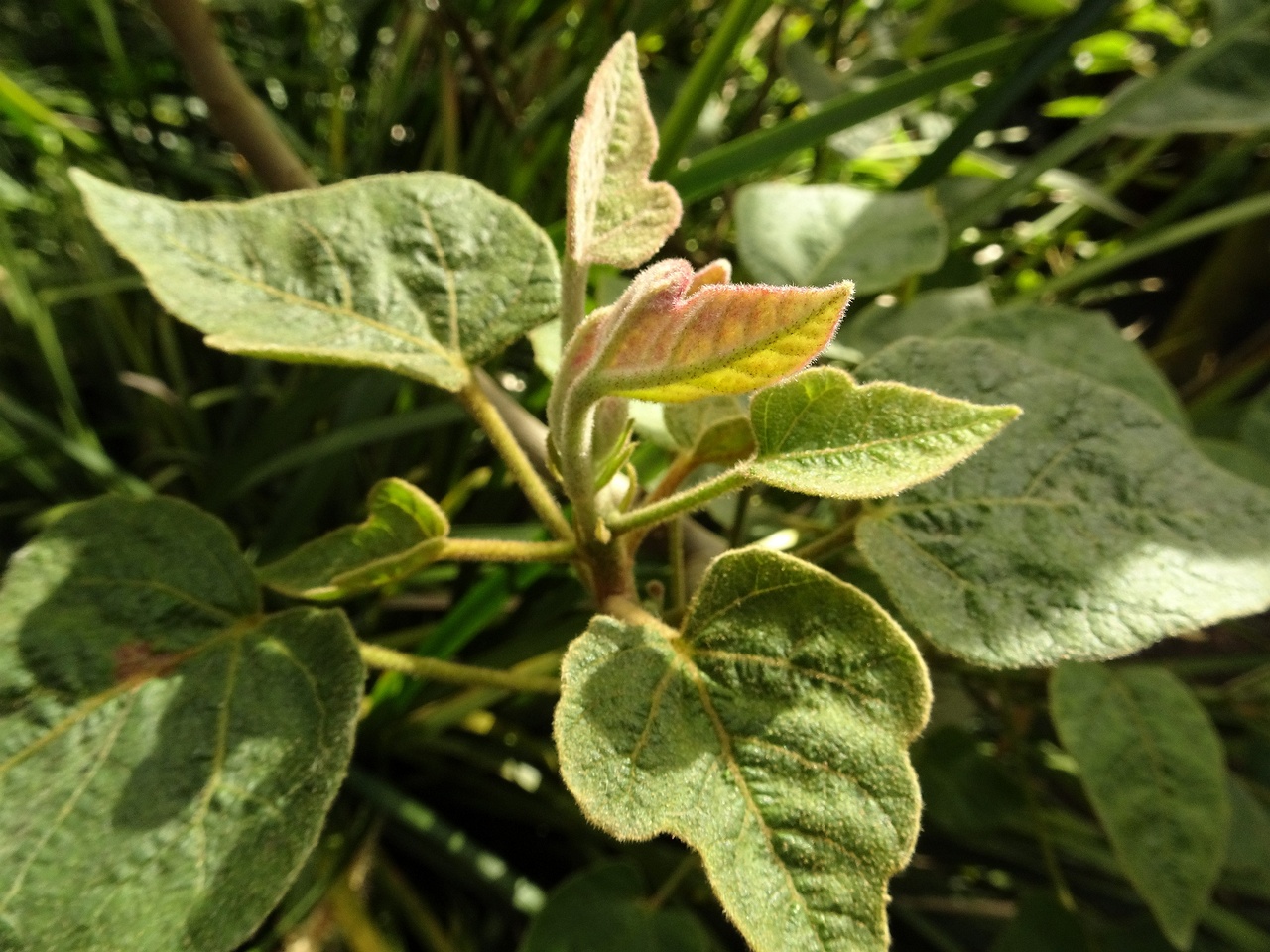 DSC09098