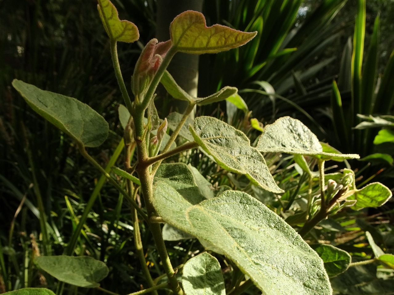 DSC09100
