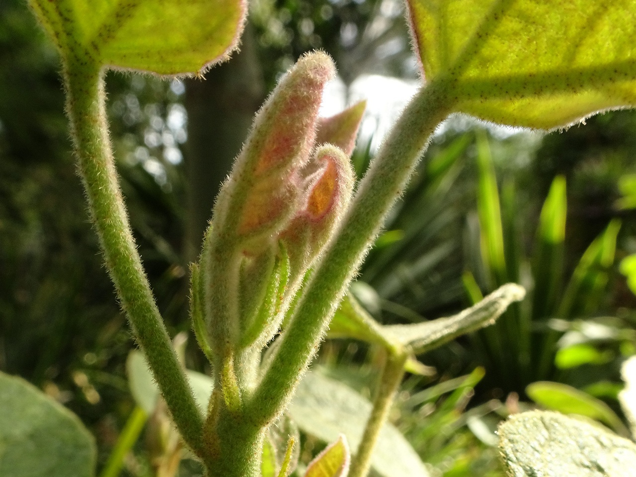 DSC09101