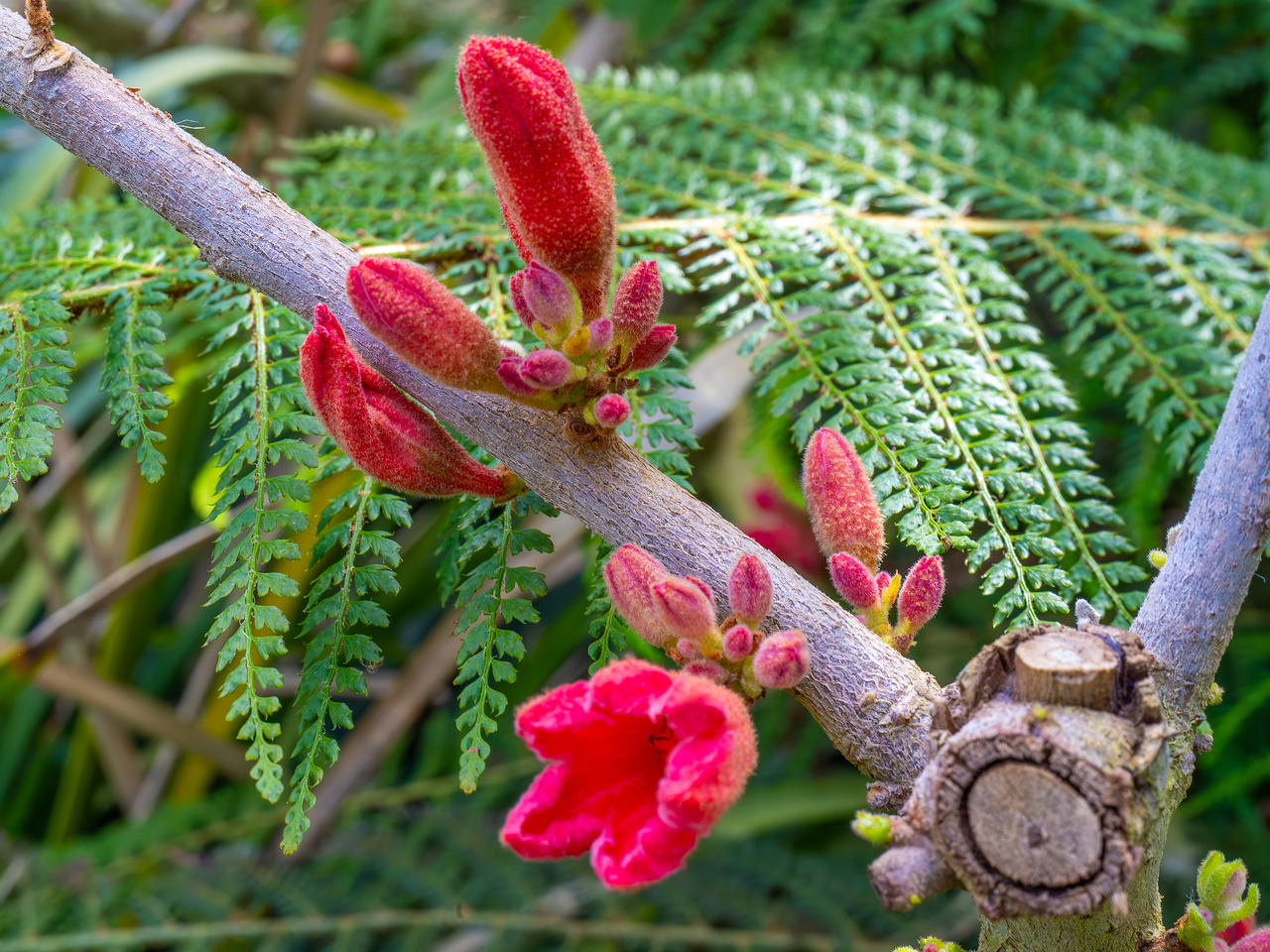 tallinn_botanical_garden_palm_house_subtropics-2