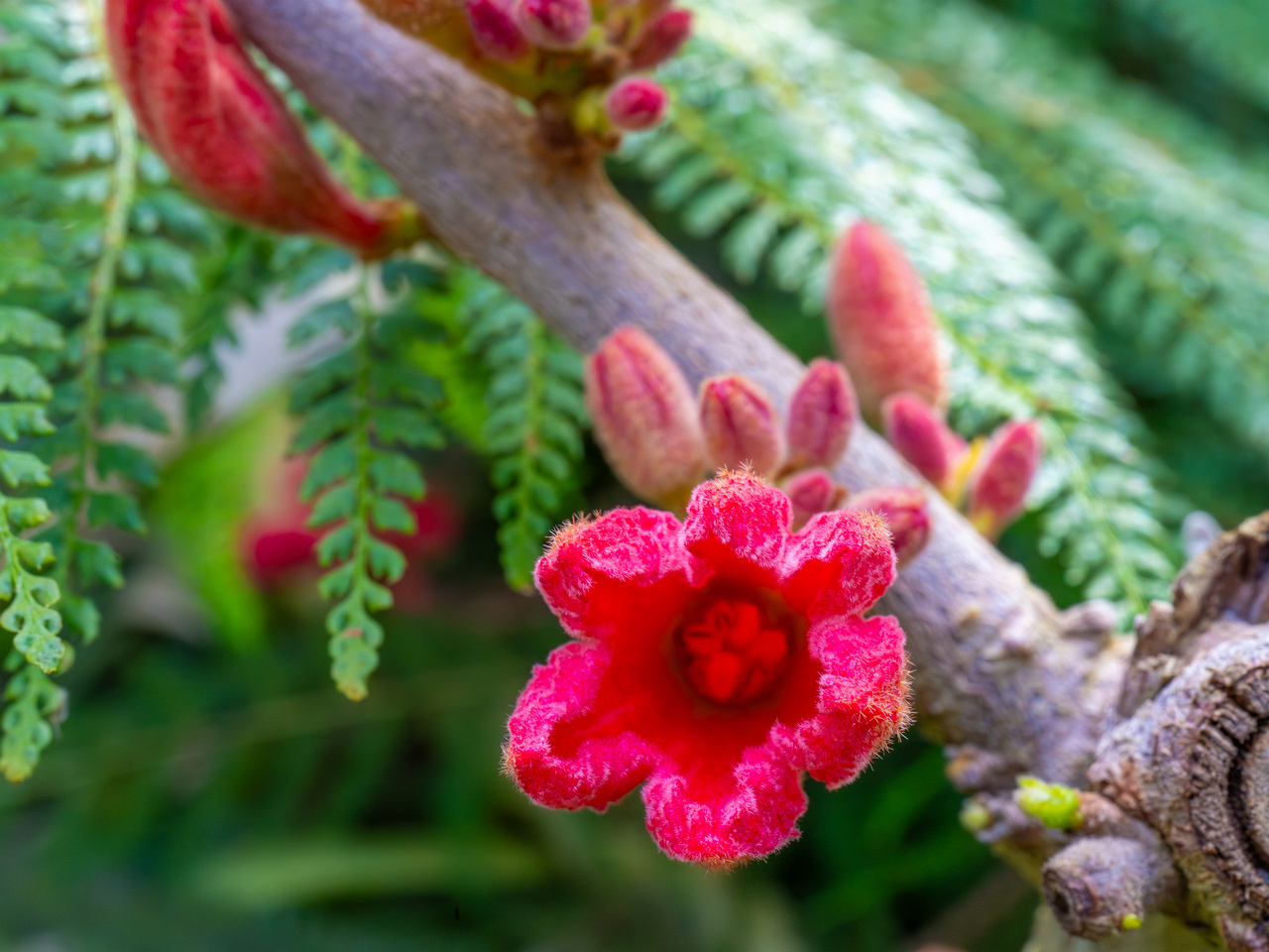 tallinn_botanical_garden_palm_house_subtropics-3
