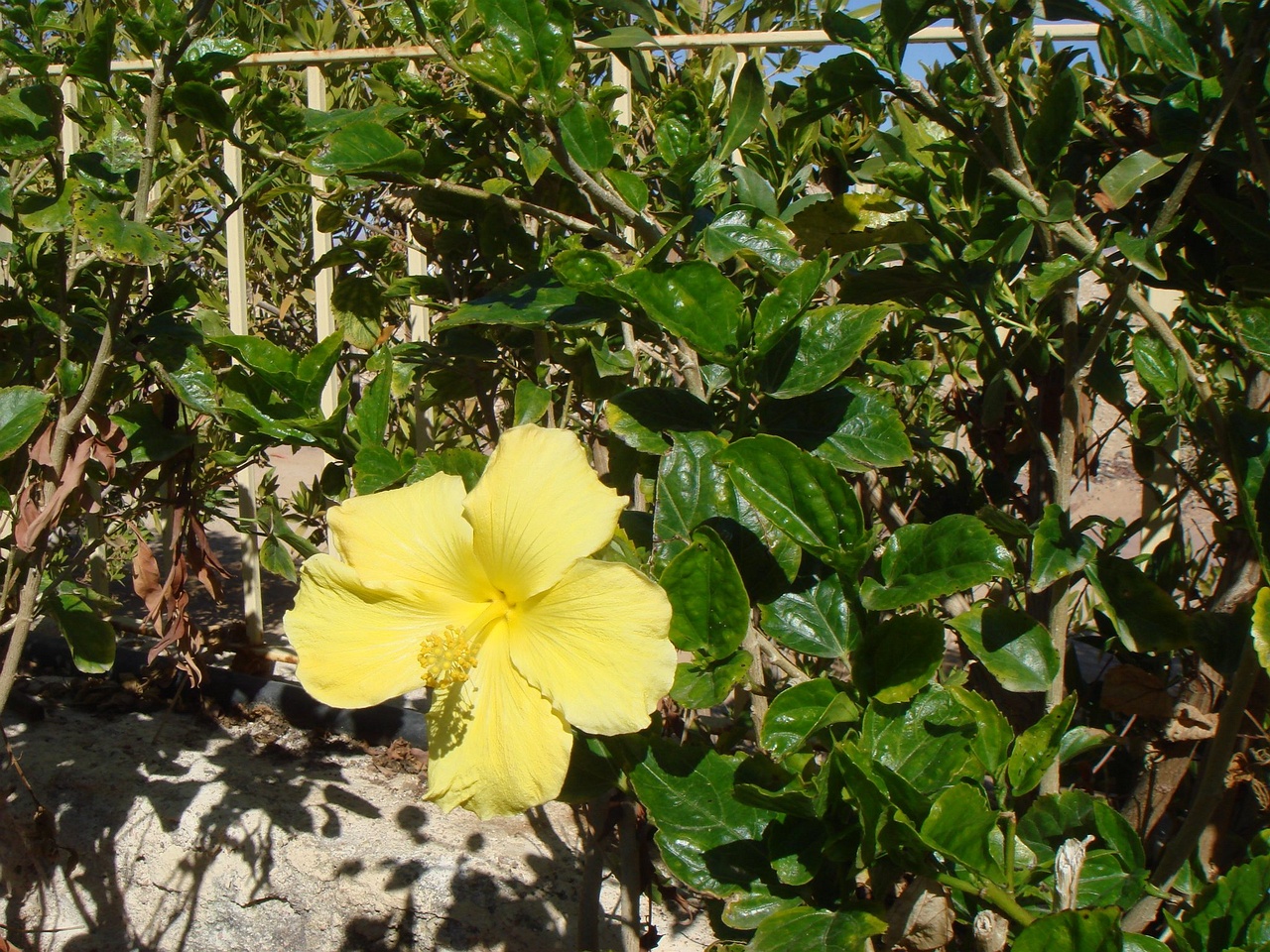 DSC00006
