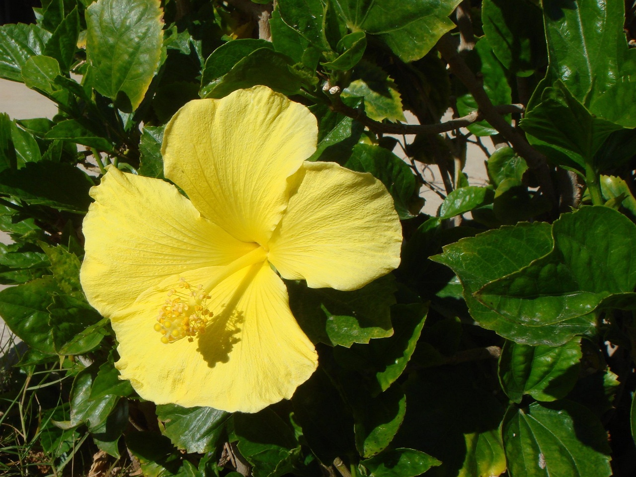 DSC00007