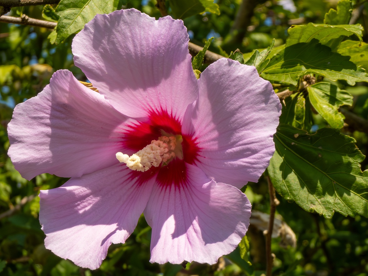 !Hibiscus syriacus _2025-08-20_1-6
