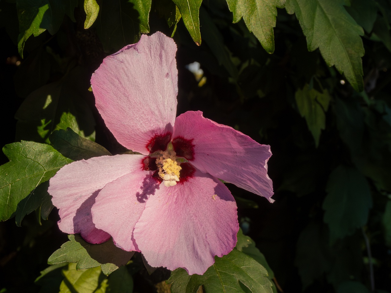 Hibiscus syriacus _2025-08-18_2-1