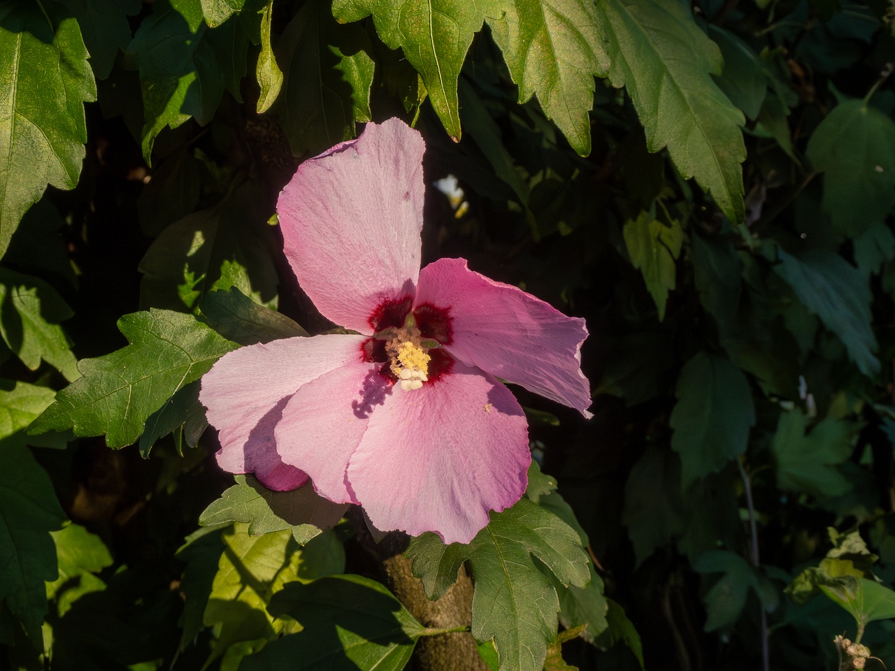 Hibiscus syriacus _2025-08-18_2-2