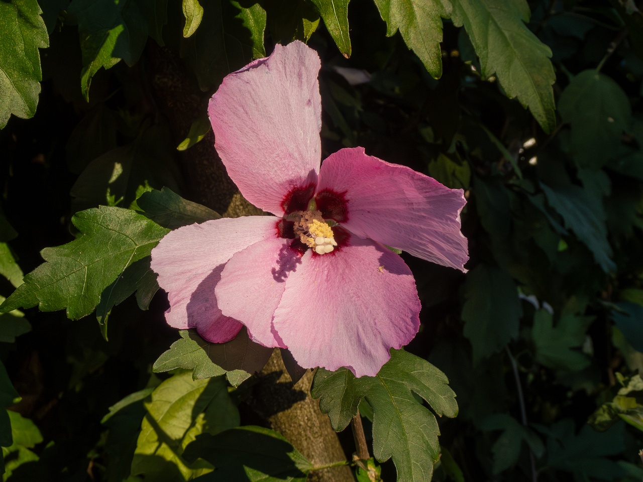 Hibiscus syriacus _2025-08-18_2-3
