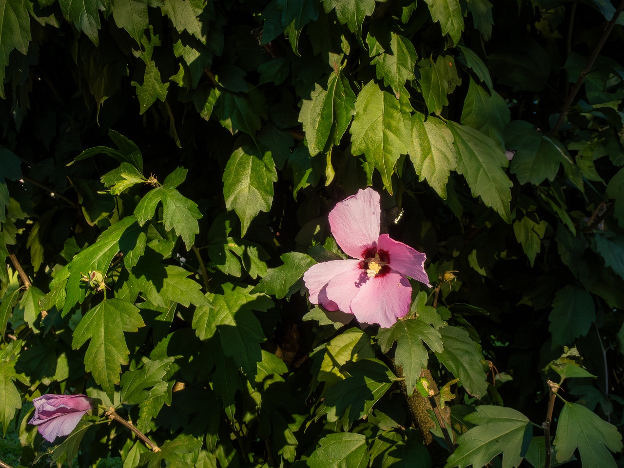 Hibiscus syriacus _2025-08-18_2-4