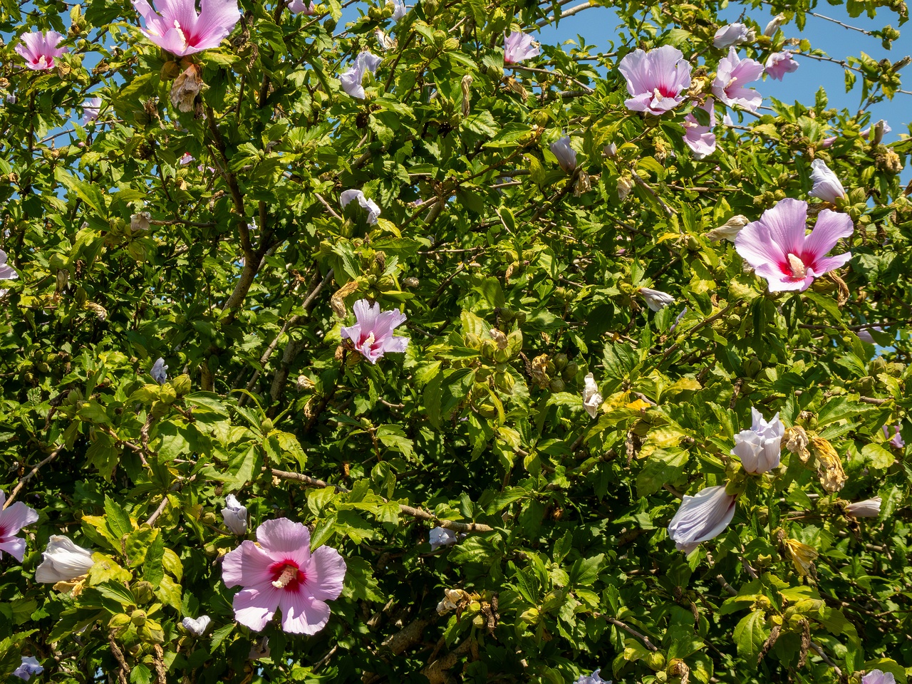 Hibiscus syriacus _2025-08-20_1-1