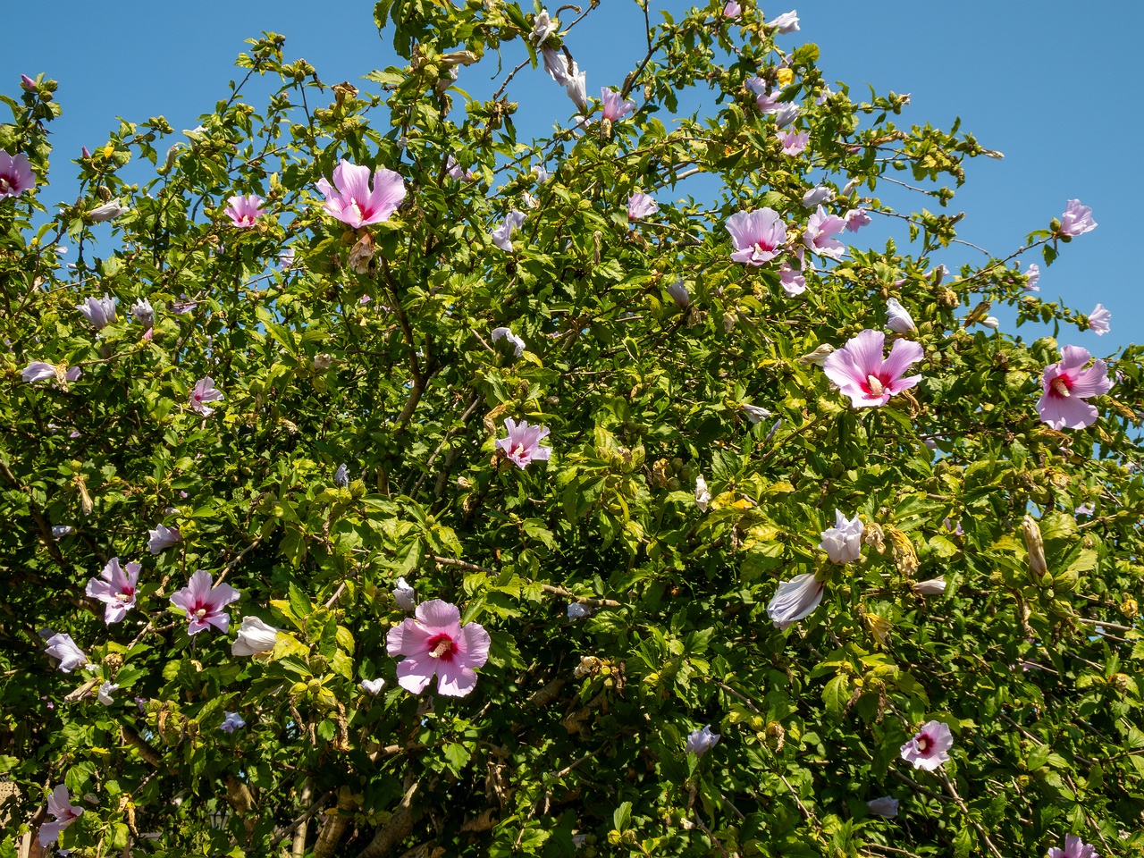 Hibiscus syriacus _2025-08-20_1-2