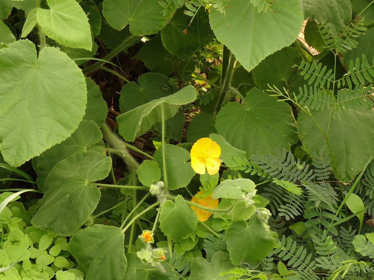 DSC07968