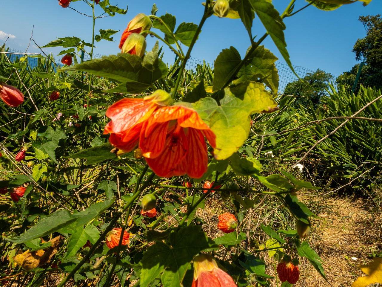 !Abutilon pictum _2025-08-19_1-3