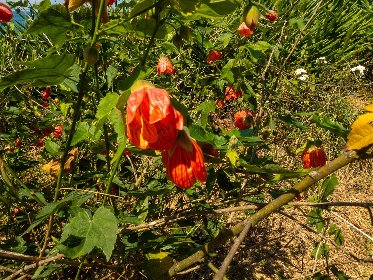 Abutilon pictum _2025-08-19_1-2