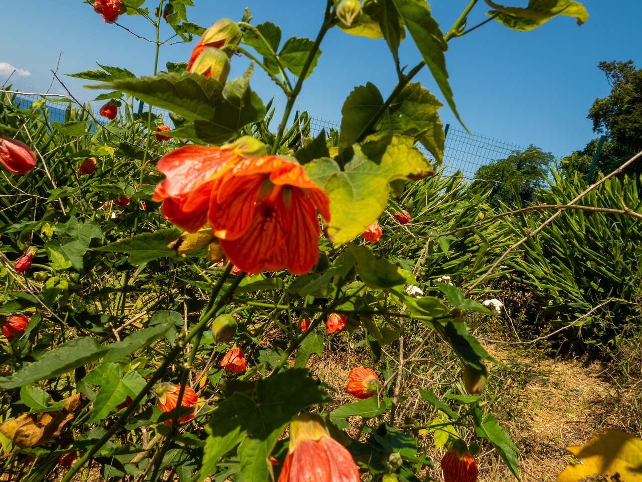 Abutilon pictum _2025-08-19_1-4