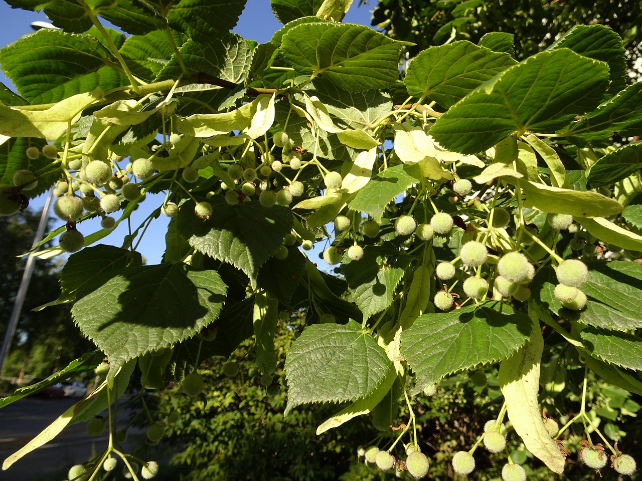 DSC00206
