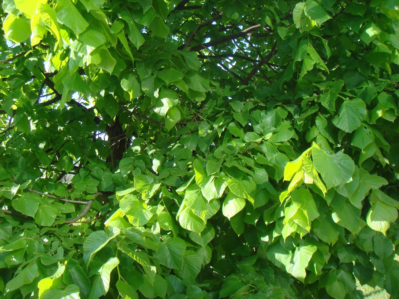DSC00844