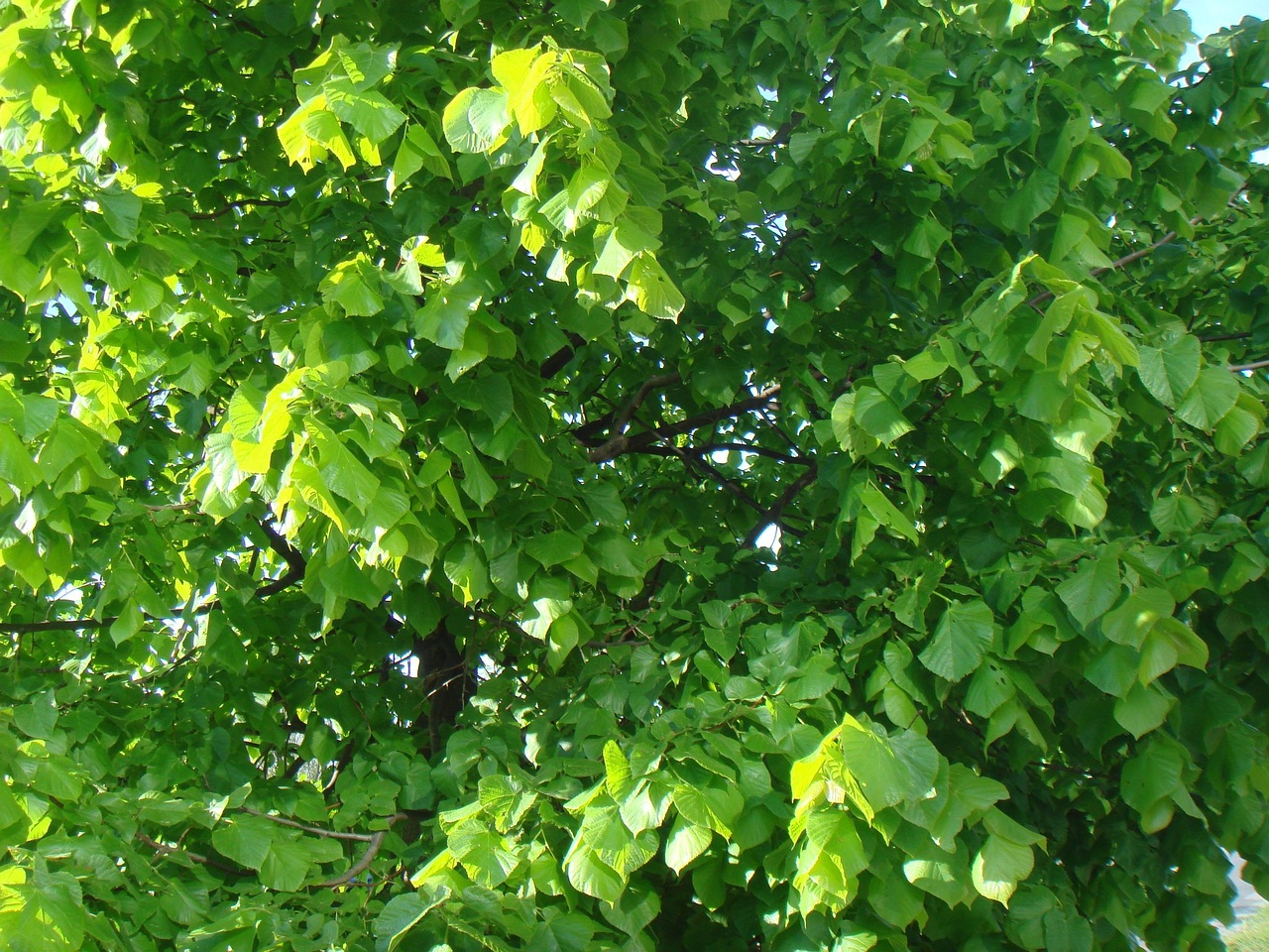DSC00845
