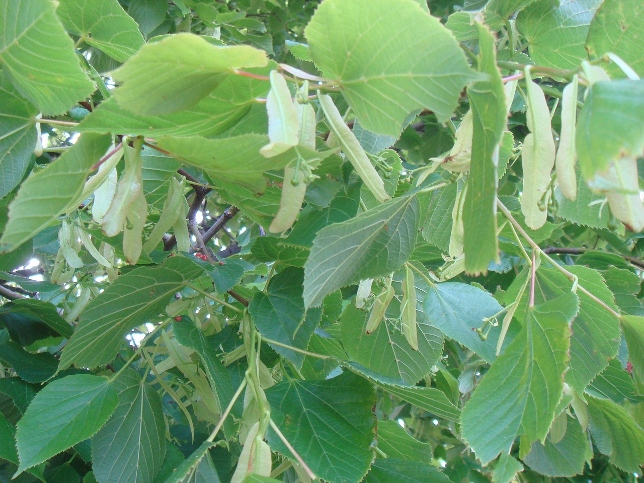 DSC01370