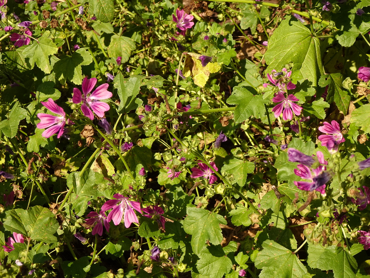 DSC05536