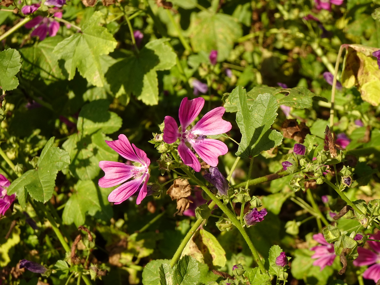 DSC05537