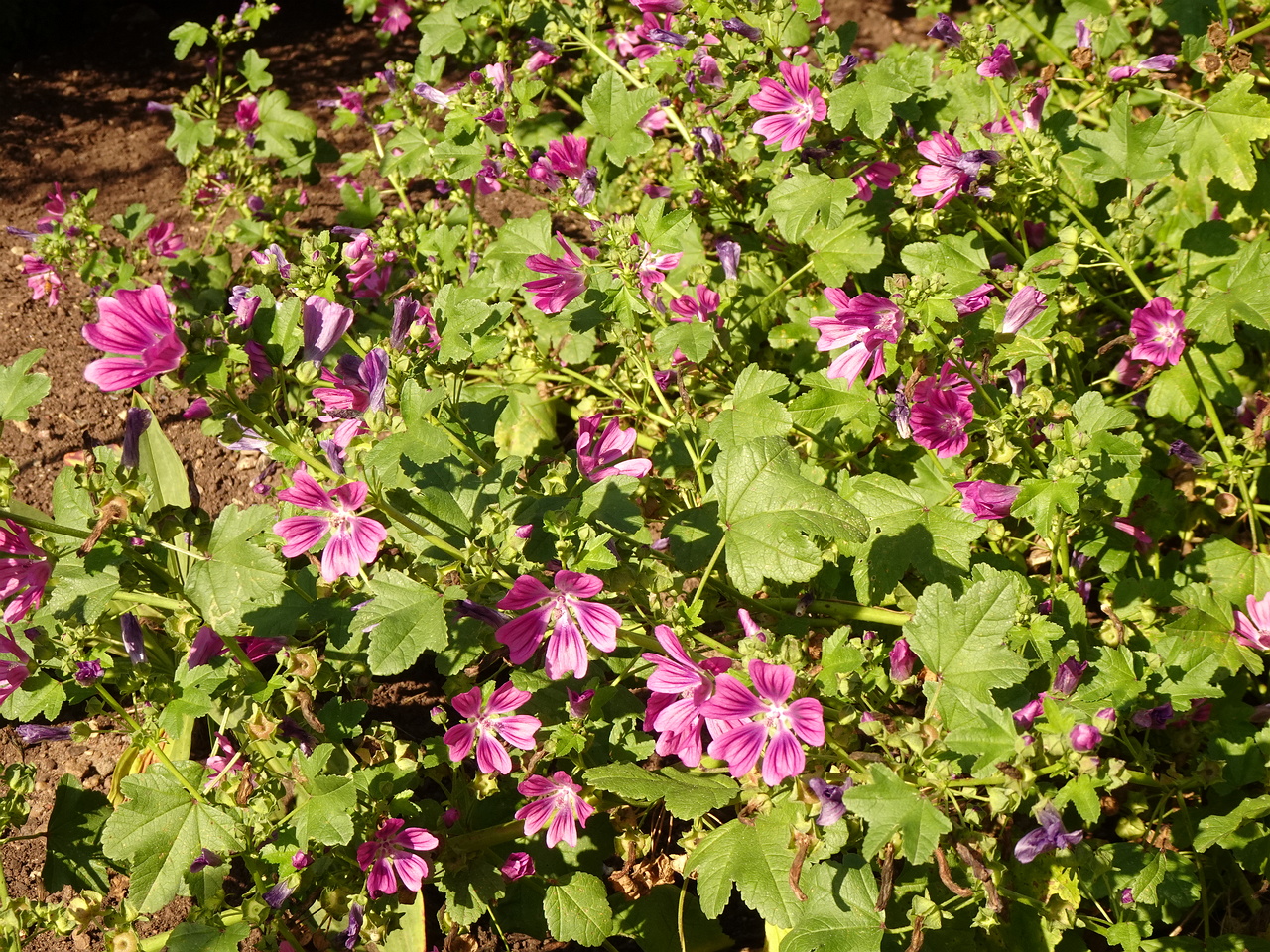 DSC05539