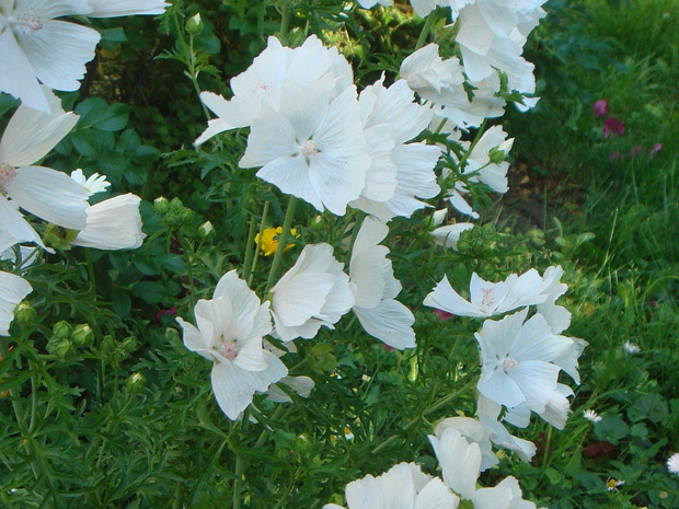 Мальва мускусная форма белая - Malva moschata f. alba