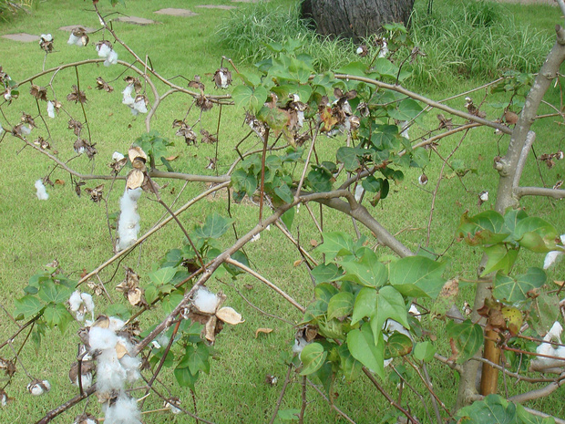 Хлопчатник древовидный - Gossypium arboreum