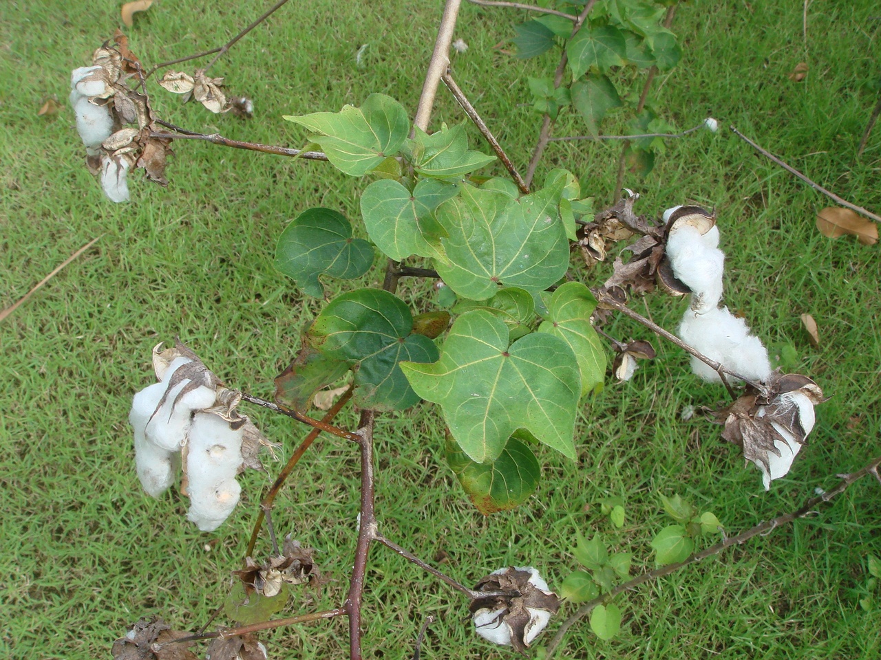 DSC05511