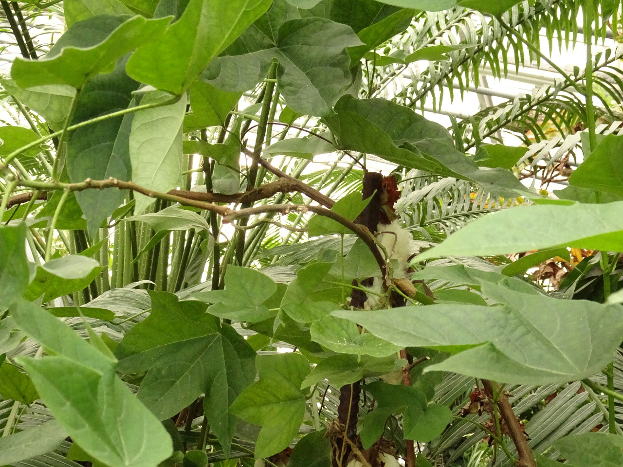DSC06255