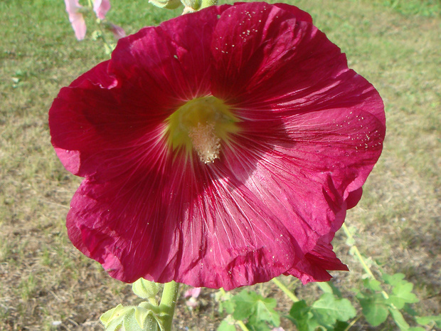 Штокроза розовая - Alcea rosea