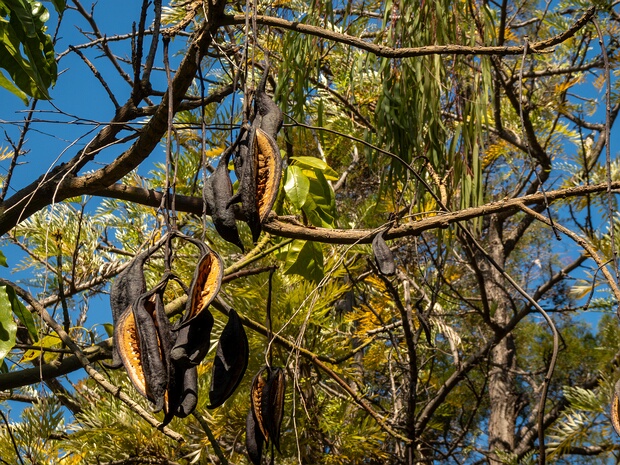 Брахихитон кленолистный - Brachychiton acerifolius