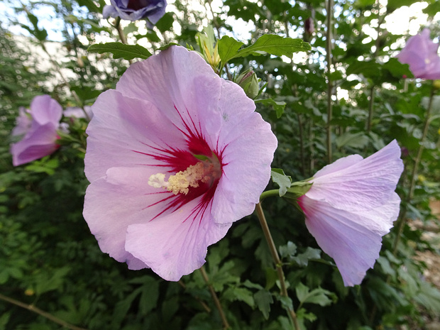 Гибискус сирийский - Hibiscus syriacus