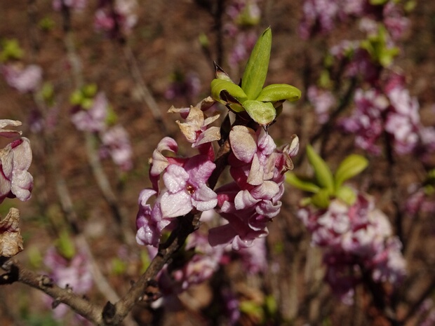 Волчеягодниковые - Thymelaeaceae The Thymelaeaceae are a cosmopolitan family of flowering plants composed of 50 genera (listed below) and 898 species. It...