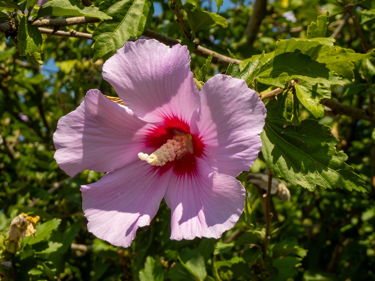 Мальвовые - Malvaceae Malvaceae, or the mallows, is a family of flowering plants estimated to contain 244 genera with 4225 known species....