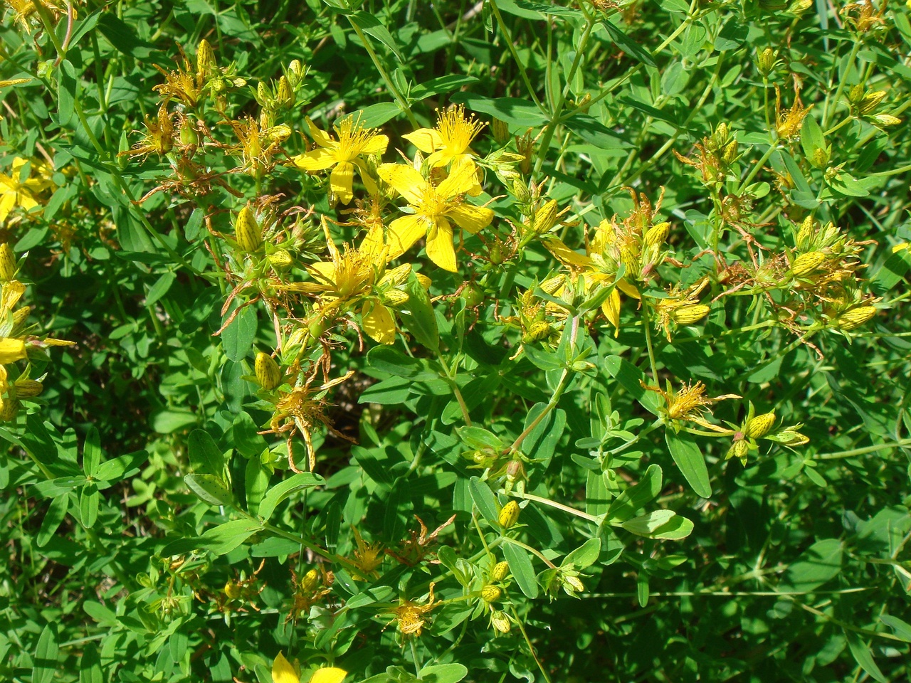 DSC08535