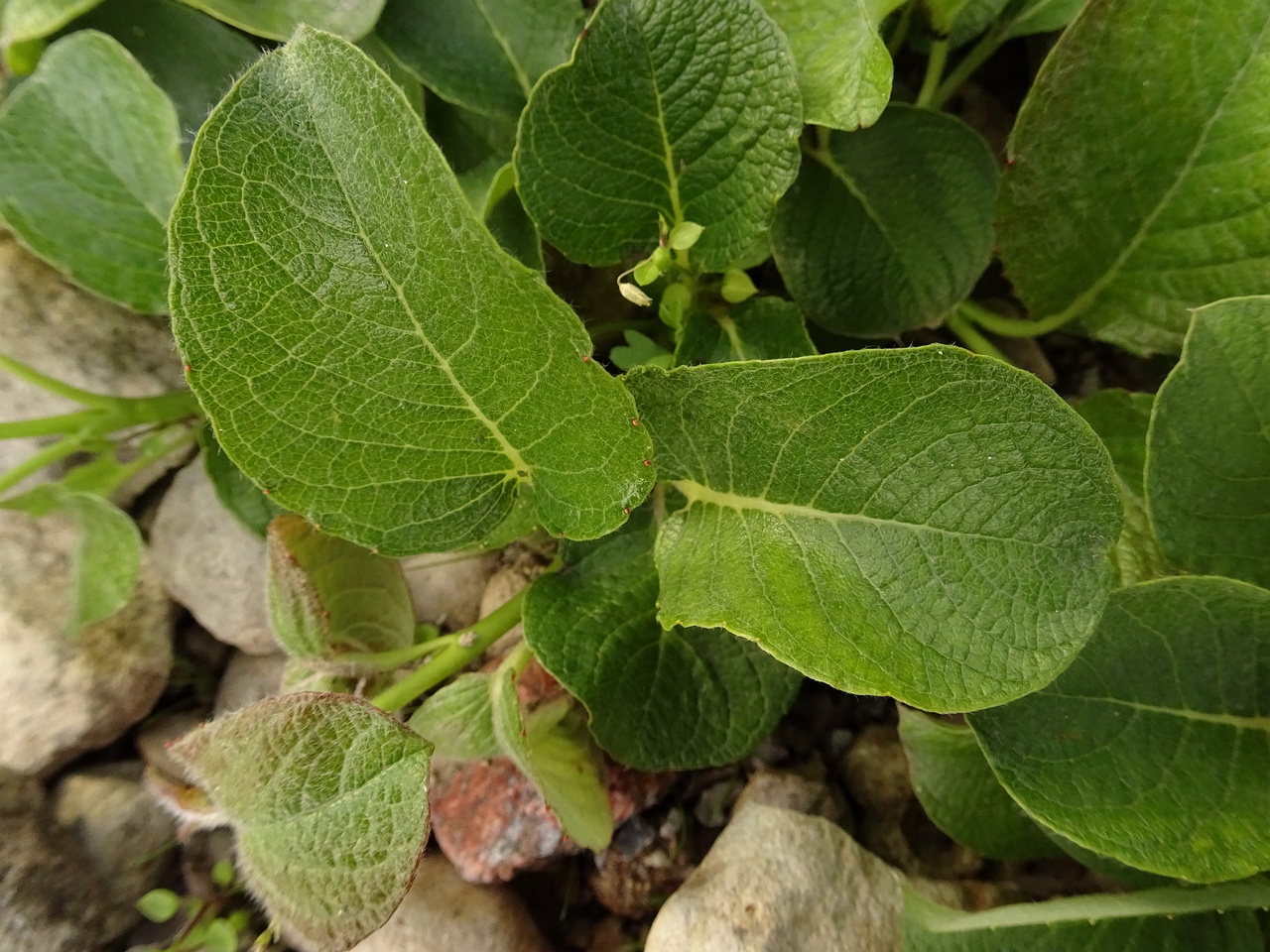 0DSC09208