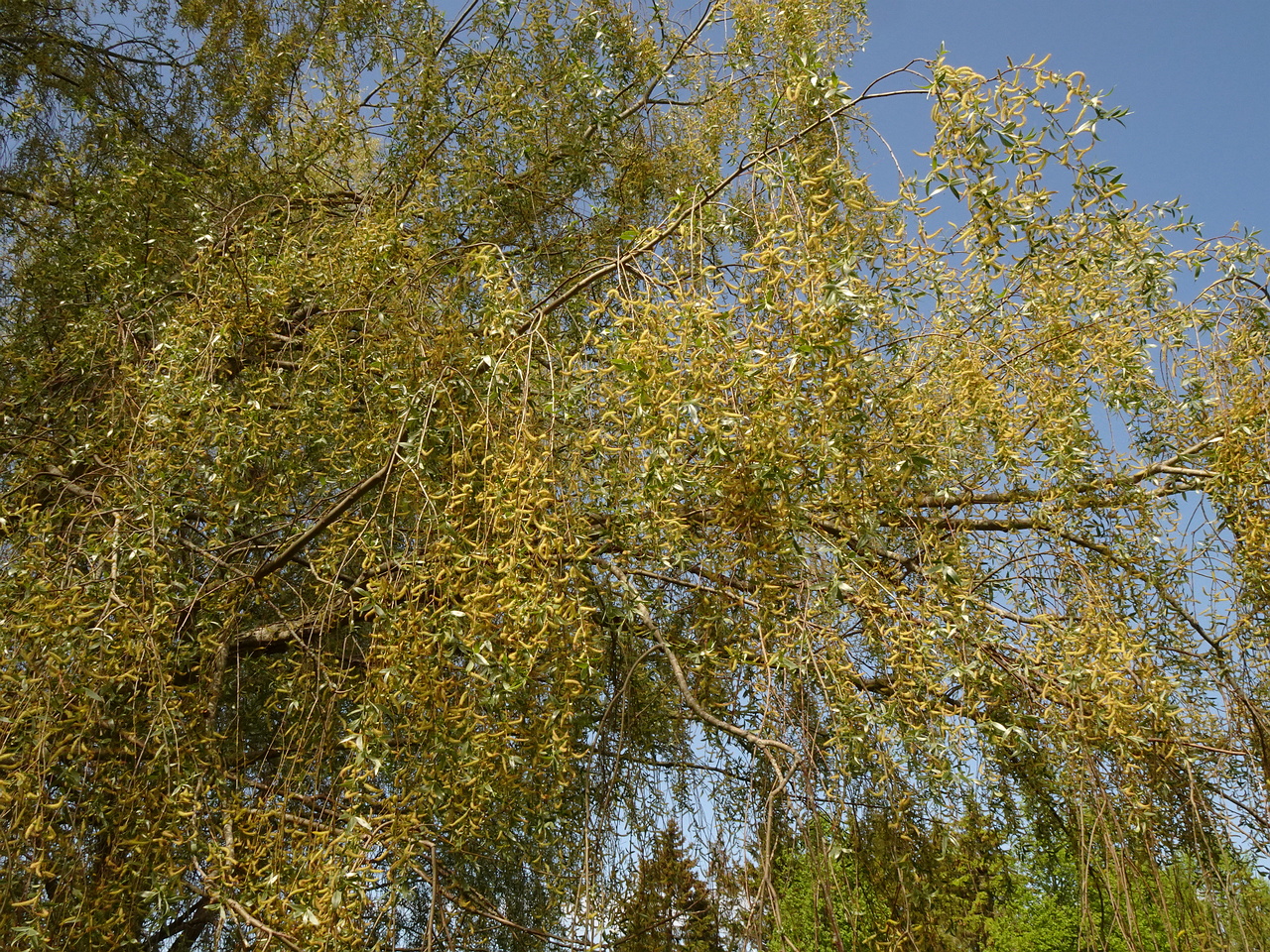 DSC03161