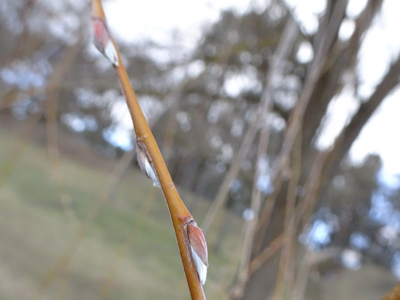 DSC05667